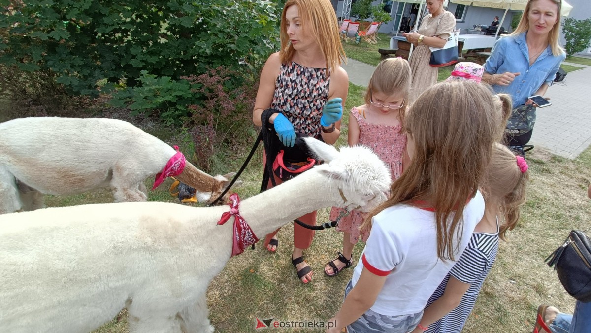 Piknik “Smaki Natury” i zabawa z alpakami [08.07.2023] - zdjęcie #15 - eOstroleka.pl