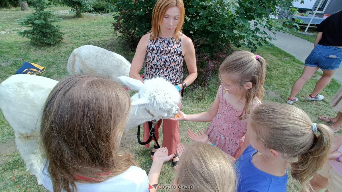 Piknik “Smaki Natury” i zabawa z alpakami [08.07.2023] - zdjęcie #14 - eOstroleka.pl