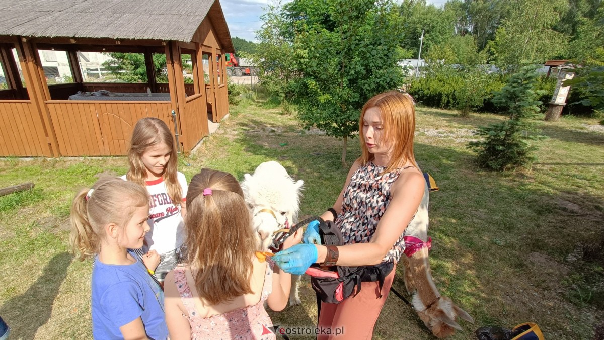 Piknik “Smaki Natury” i zabawa z alpakami [08.07.2023] - zdjęcie #12 - eOstroleka.pl