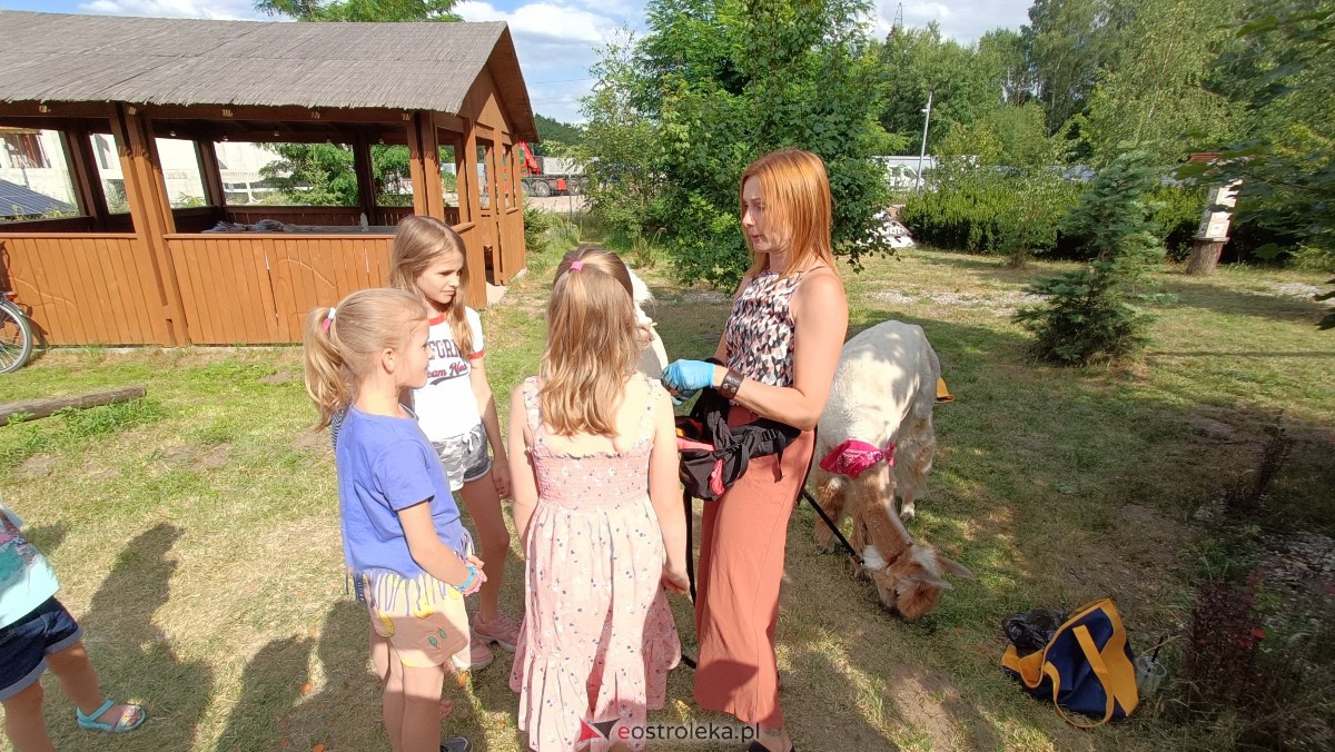 Piknik “Smaki Natury” i zabawa z alpakami [08.07.2023] - zdjęcie #11 - eOstroleka.pl