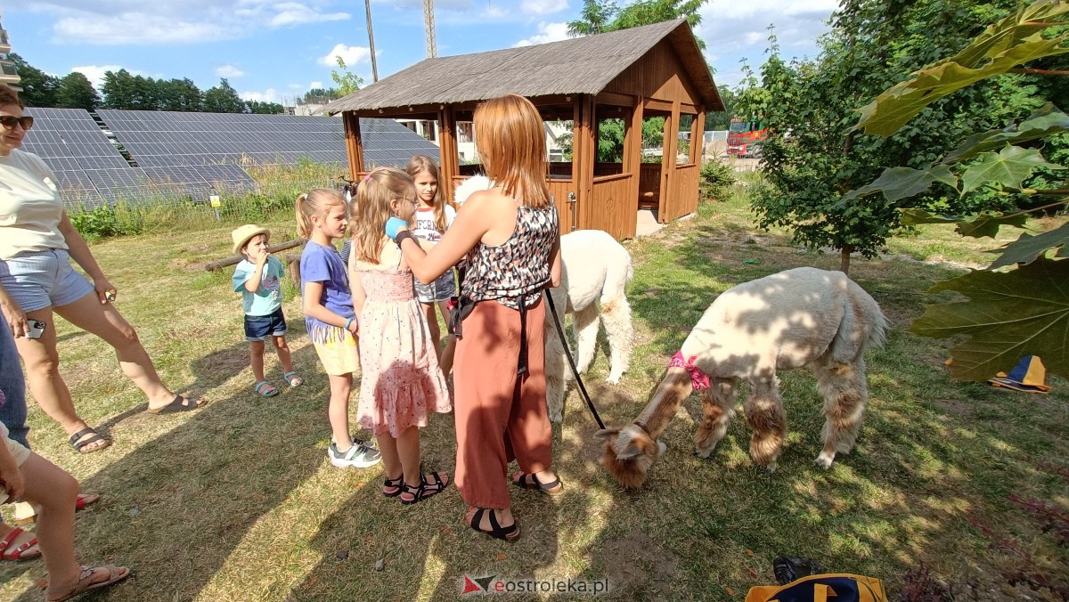 Piknik “Smaki Natury” i zabawa z alpakami [08.07.2023] - zdjęcie #10 - eOstroleka.pl