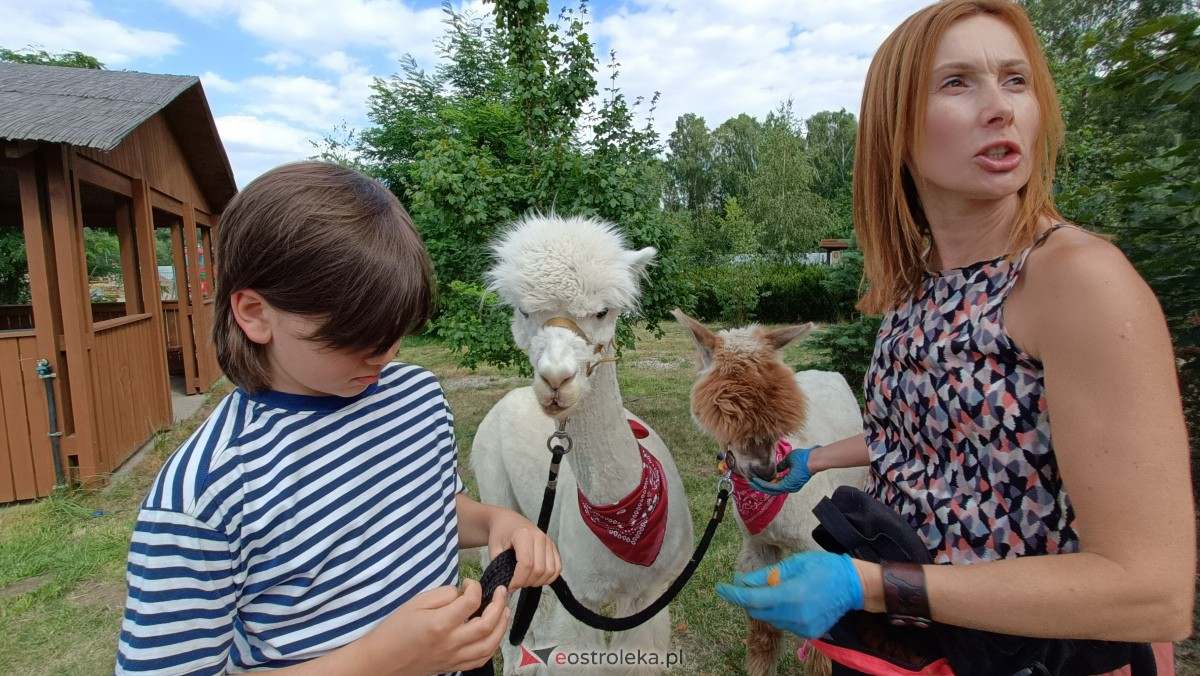 Piknik “Smaki Natury” i zabawa z alpakami [08.07.2023] - zdjęcie #7 - eOstroleka.pl
