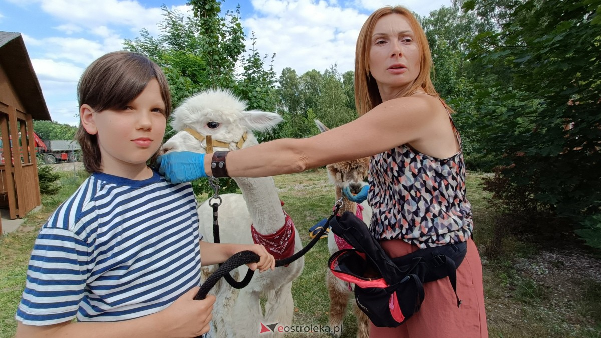 Piknik “Smaki Natury” i zabawa z alpakami [08.07.2023] - zdjęcie #6 - eOstroleka.pl