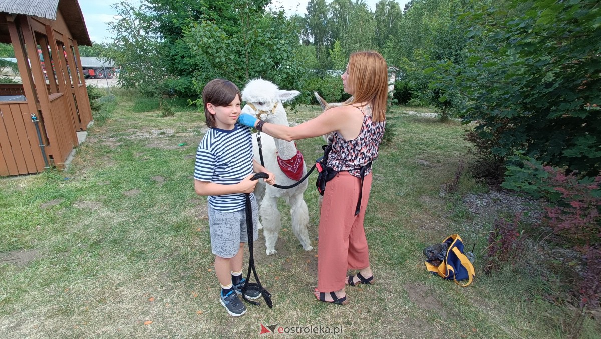 Piknik “Smaki Natury” i zabawa z alpakami [08.07.2023] - zdjęcie #4 - eOstroleka.pl
