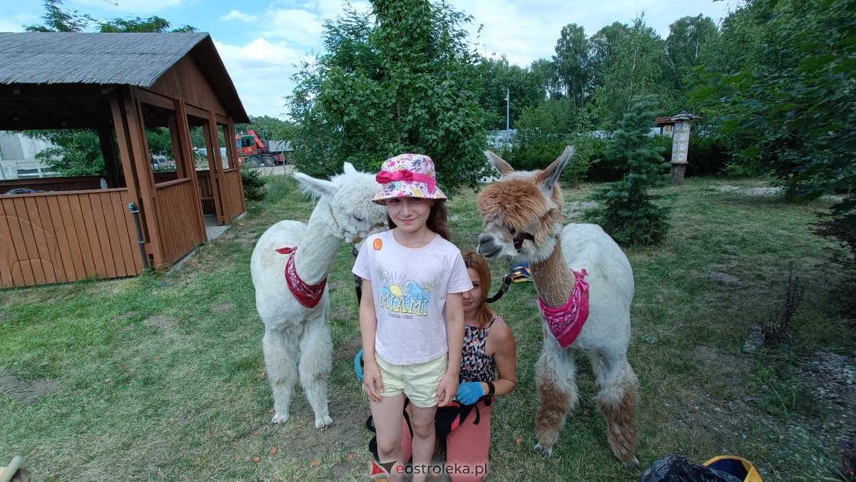 Piknik “Smaki Natury” i zabawa z alpakami [08.07.2023] - zdjęcie #3 - eOstroleka.pl