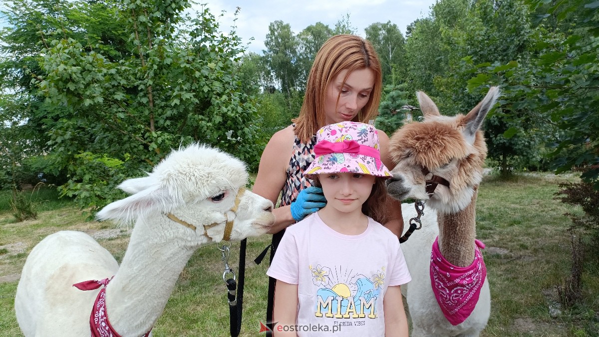 Piknik “Smaki Natury” i zabawa z alpakami [08.07.2023] - zdjęcie #2 - eOstroleka.pl