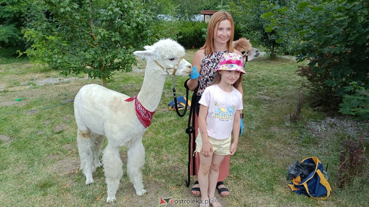 Piknik “Smaki Natury” i zabawa z alpakami [08.07.2023] - zdjęcie #1 - eOstroleka.pl