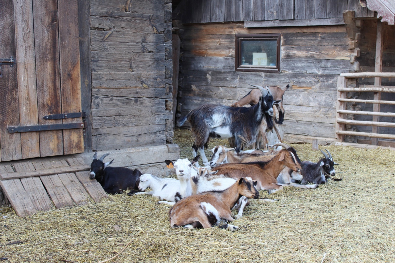 Warsztaty Na spotkanie z naturą Dziennego Domu ,,Senior+ w Olszewie-Borkach - zdjęcie #14 - eOstroleka.pl