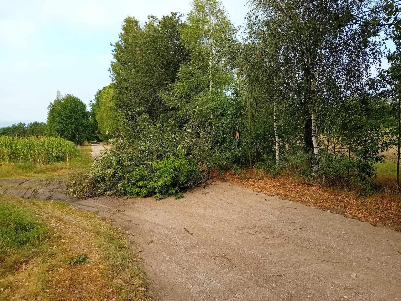 Wiatr powalił drzewa w powiecie ostrołęckim [29.08.2023] - zdjęcie #1 - eOstroleka.pl