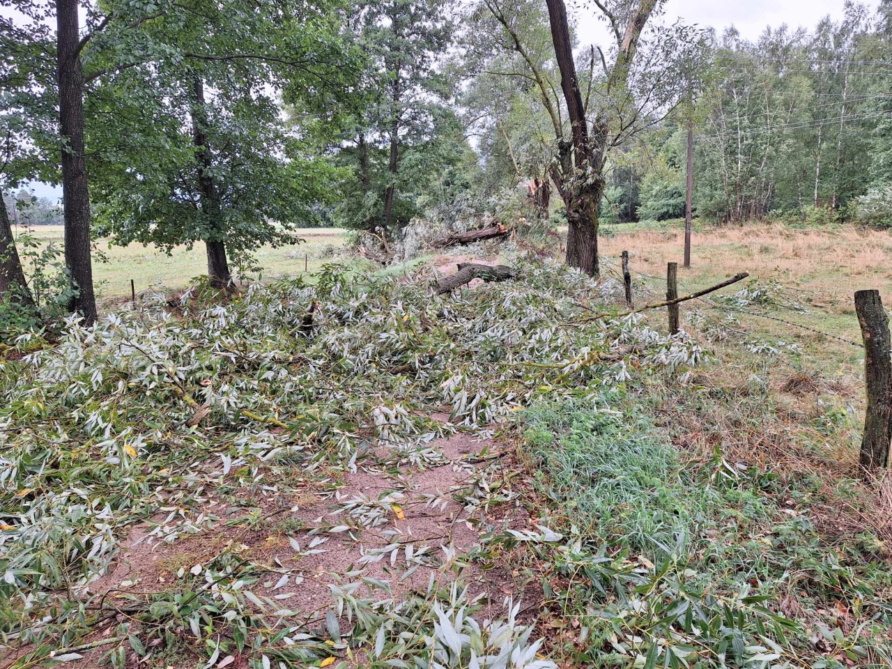 Wiatr powalił drzewa w powiecie ostrołęckim [29.08.2023] - zdjęcie #2 - eOstroleka.pl