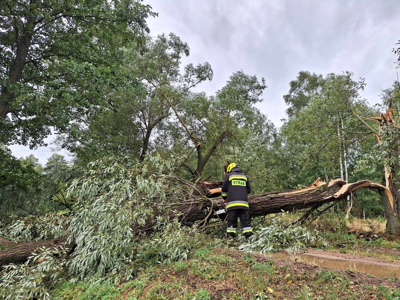 Wiatr powalił drzewa w powiecie ostrołęckim [29.08.2023] - zdjęcie #3 - eOstroleka.pl