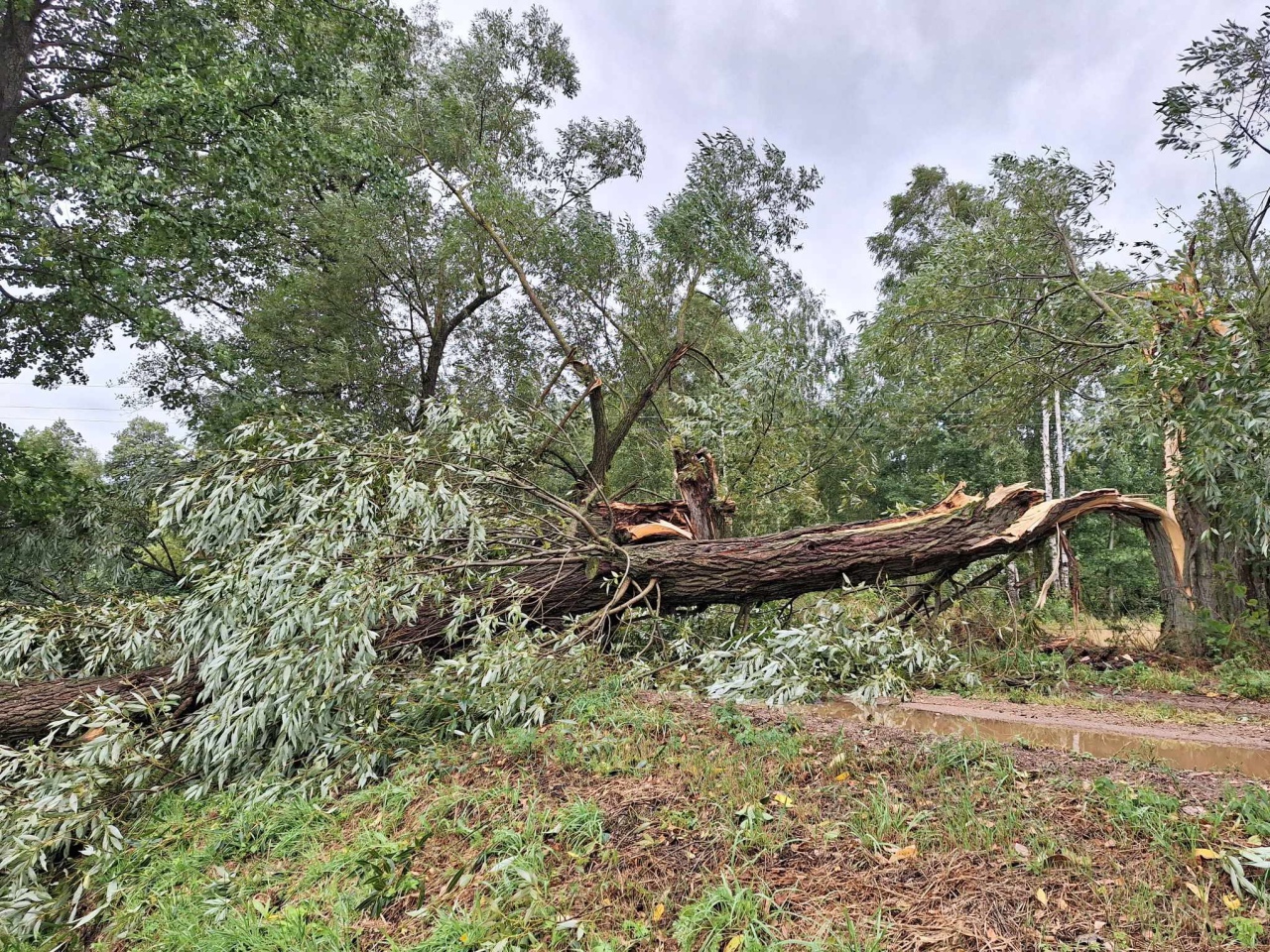 Wiatr powalił drzewa w powiecie ostrołęckim [29.08.2023] - zdjęcie #5 - eOstroleka.pl