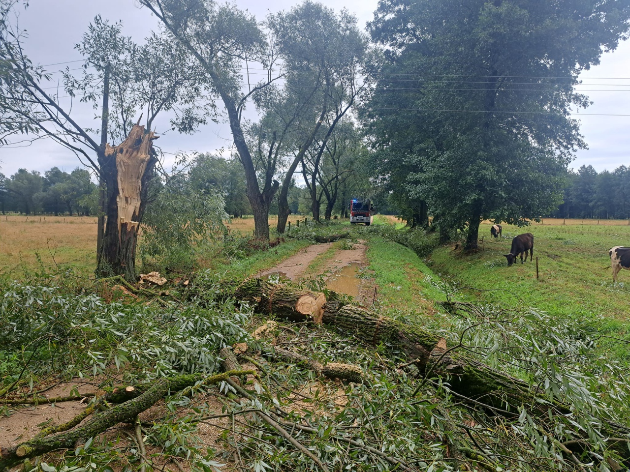 Wiatr powalił drzewa w powiecie ostrołęckim [29.08.2023] - zdjęcie #7 - eOstroleka.pl