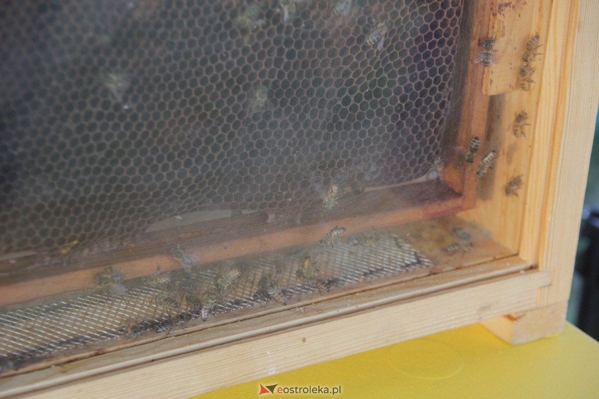 Pszczoły na Leśnym [01.09.2023] - zdjęcie #18 - eOstroleka.pl