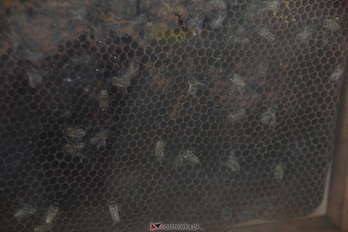 Pszczoły na Leśnym [01.09.2023] - zdjęcie #22 - eOstroleka.pl