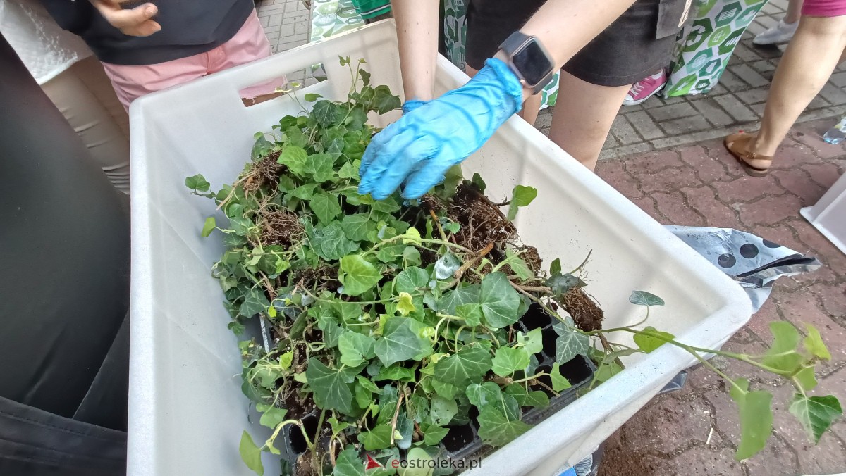 Piknik ekologiczny w “jedynce”. Dzieci uczyły się o ochronie środowiska [13.09.2023] - zdjęcie #65 - eOstroleka.pl