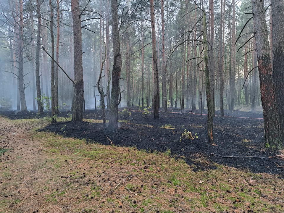 Pożar lasu w Kurpiach Szlacheckich [18.09.2023] - zdjęcie #1 - eOstroleka.pl