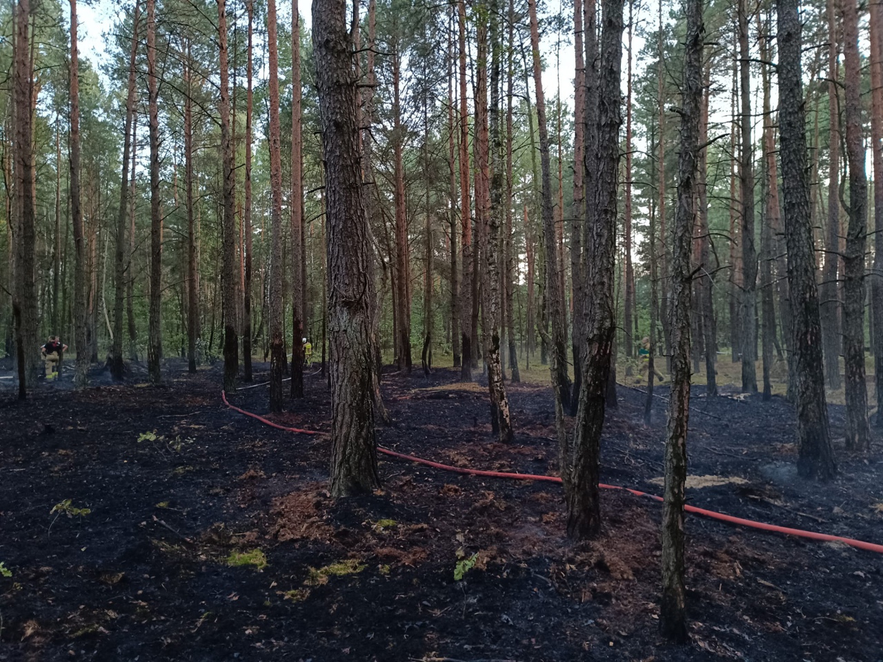 Pożar lasu w Kurpiach Szlacheckich [18.09.2023] - zdjęcie #4 - eOstroleka.pl