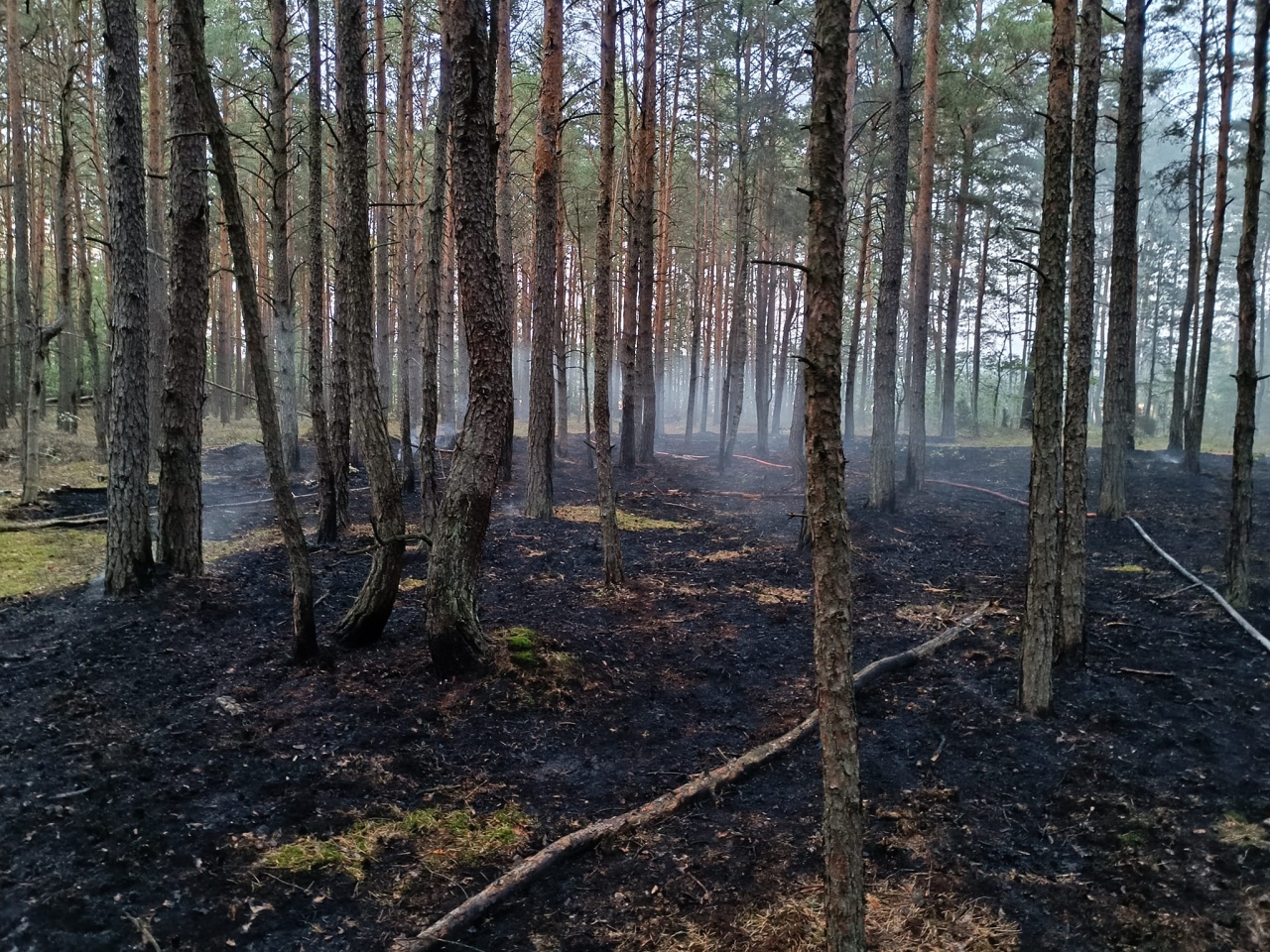 Pożar lasu w Kurpiach Szlacheckich [18.09.2023] - zdjęcie #12 - eOstroleka.pl