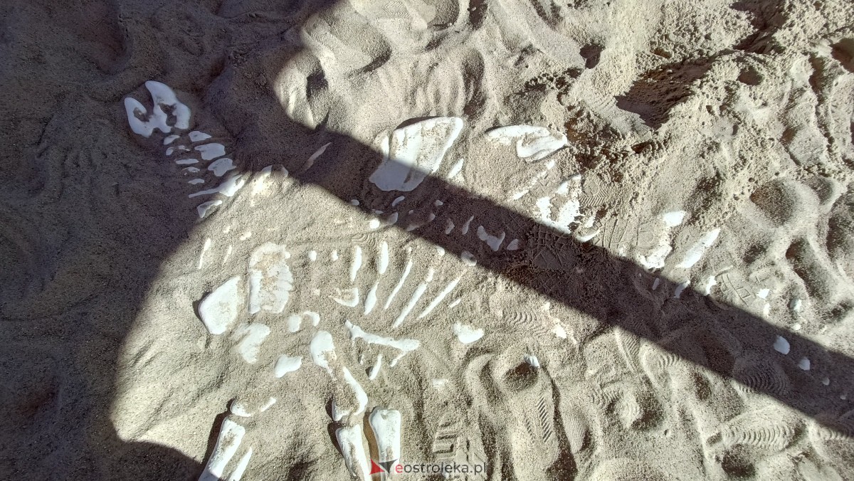 Odbiór placu zabaw na osiedlu Centrum [25.09.2023] - zdjęcie #42 - eOstroleka.pl