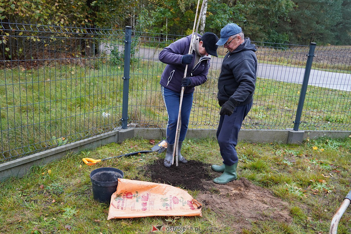 Wspólne sadzenie drzewek i krzewów w Szkwie [21.10.2023] - zdjęcie #13 - eOstroleka.pl