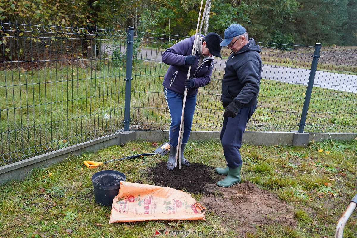 Wspólne sadzenie drzewek i krzewów w Szkwie [21.10.2023] - zdjęcie #16 - eOstroleka.pl