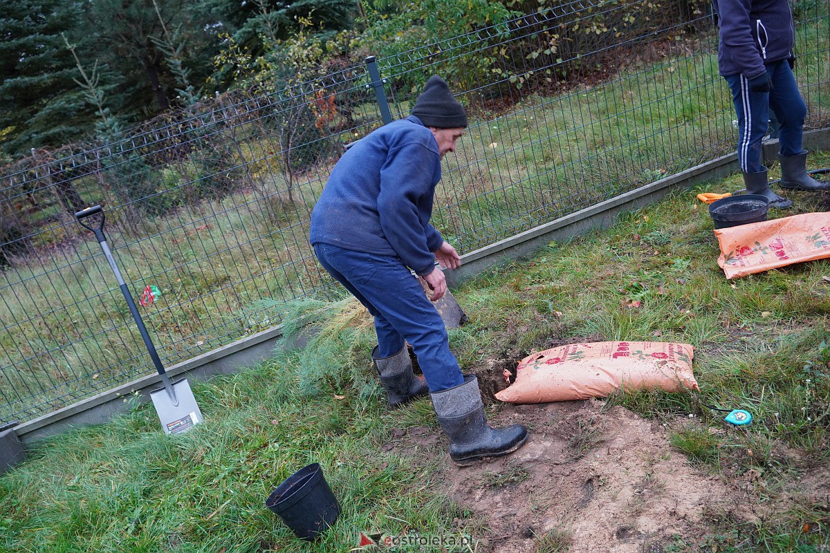 Wspólne sadzenie drzewek i krzewów w Szkwie [21.10.2023] - zdjęcie #13 - eOstroleka.pl