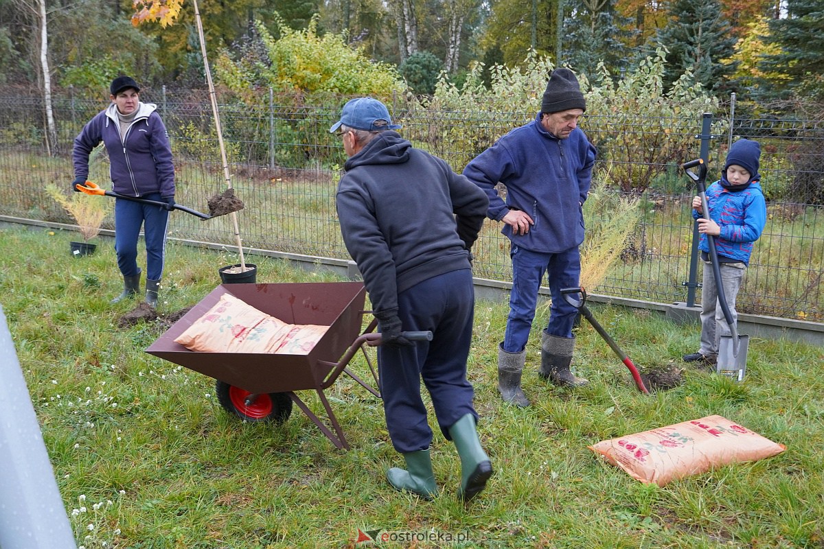 Wspólne sadzenie drzewek i krzewów w Szkwie [21.10.2023] - zdjęcie #6 - eOstroleka.pl