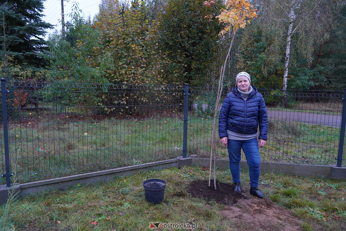 Wspólne sadzenie drzewek i krzewów w Szkwie [21.10.2023] - zdjęcie #24 - eOstroleka.pl