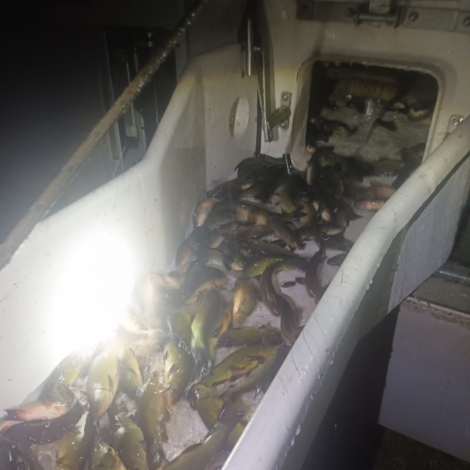 Jesienne alcje zarybiania lokalnych rzek z udziałem PZW Narew [22.11.2023] - zdjęcie #13 - eOstroleka.pl