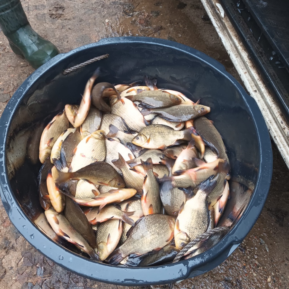 Jesienne alcje zarybiania lokalnych rzek z udziałem PZW Narew [22.11.2023] - zdjęcie #11 - eOstroleka.pl