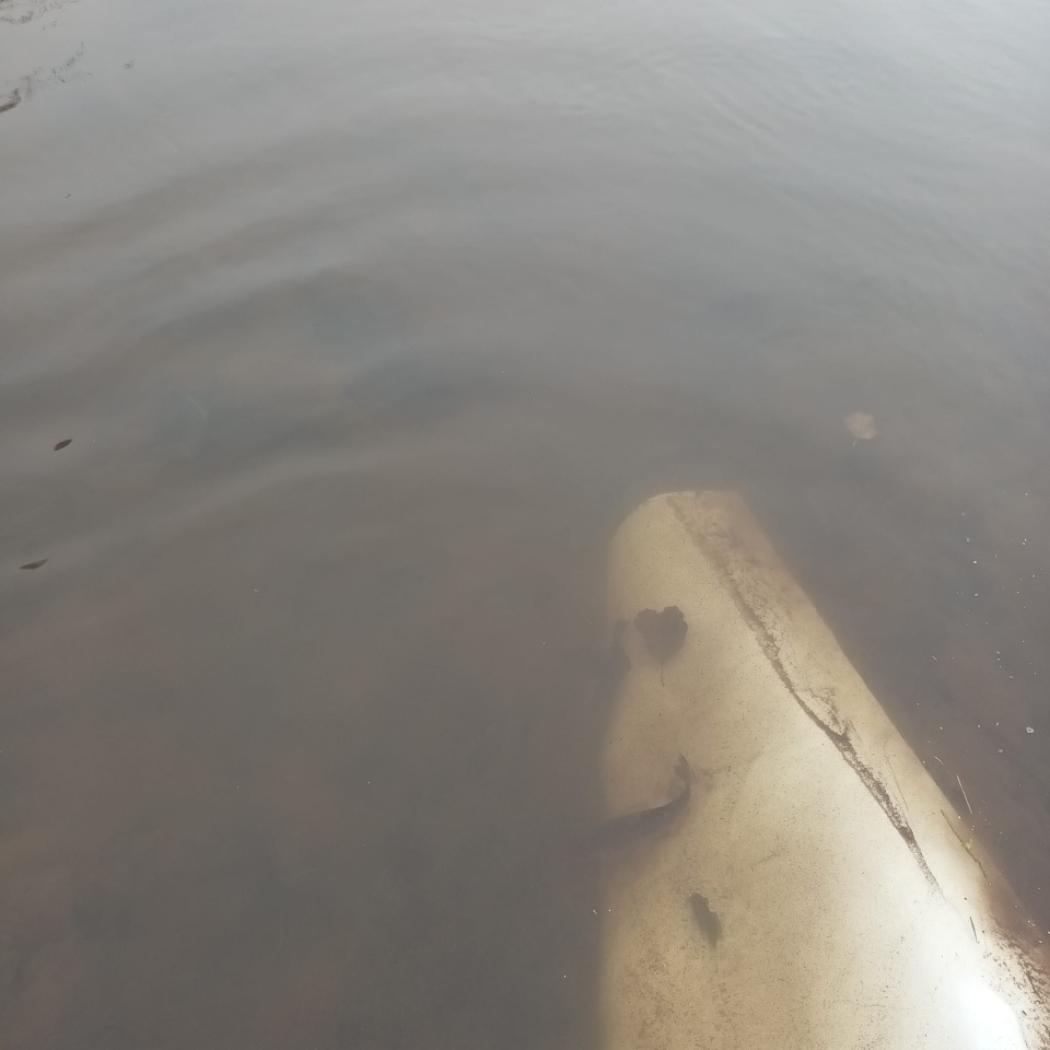 Jesienne alcje zarybiania lokalnych rzek z udziałem PZW Narew [22.11.2023] - zdjęcie #10 - eOstroleka.pl