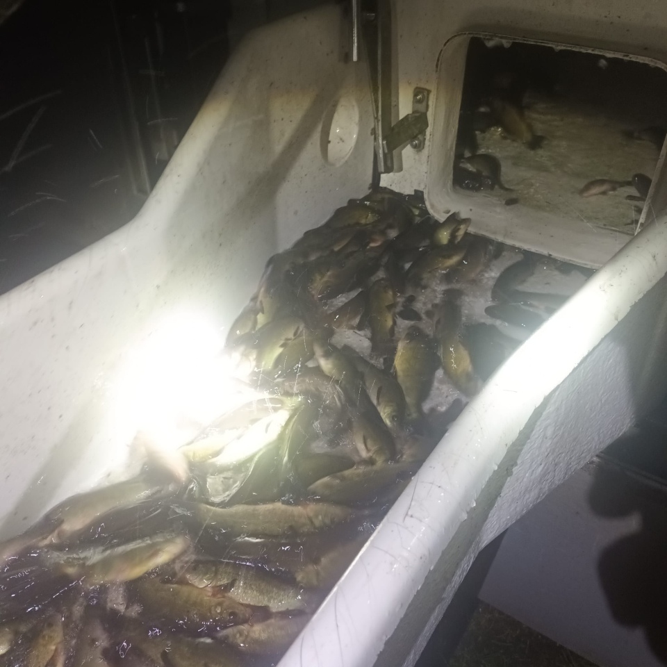 Jesienne alcje zarybiania lokalnych rzek z udziałem PZW Narew [22.11.2023] - zdjęcie #9 - eOstroleka.pl