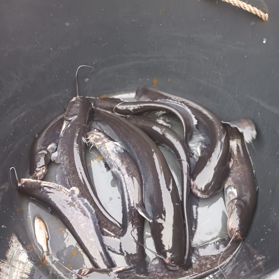 Jesienne alcje zarybiania lokalnych rzek z udziałem PZW Narew [22.11.2023] - zdjęcie #8 - eOstroleka.pl