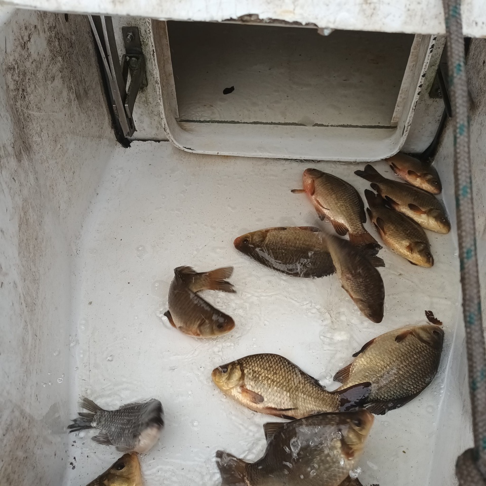 Jesienne alcje zarybiania lokalnych rzek z udziałem PZW Narew [22.11.2023] - zdjęcie #7 - eOstroleka.pl