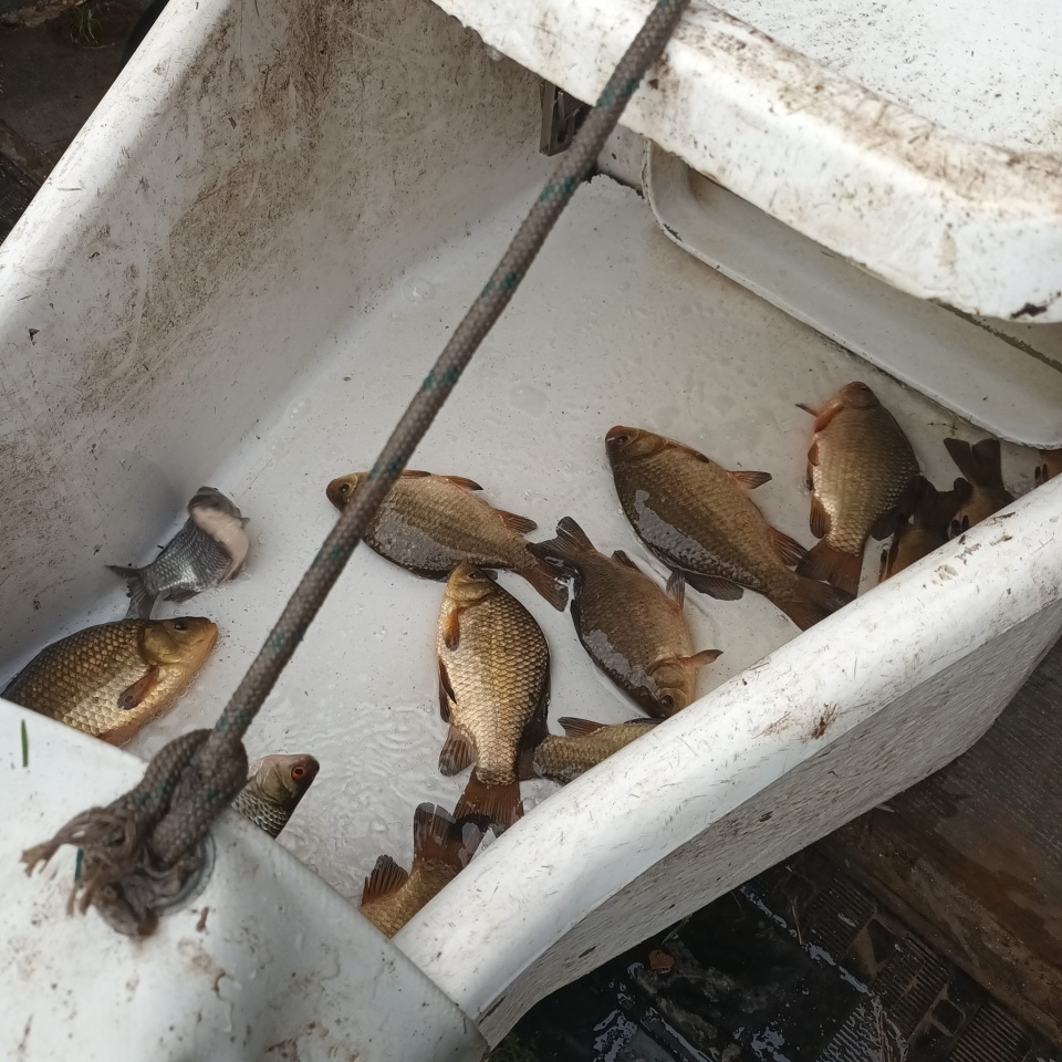 Jesienne alcje zarybiania lokalnych rzek z udziałem PZW Narew [22.11.2023] - zdjęcie #6 - eOstroleka.pl