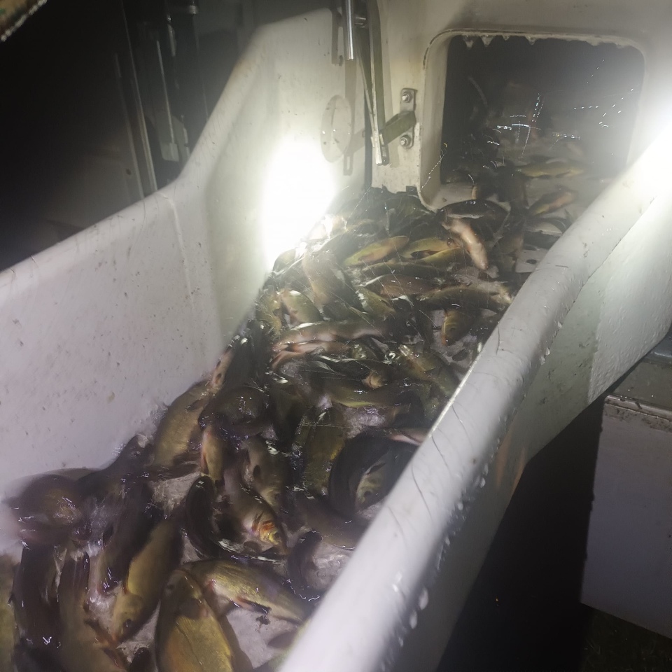 Jesienne alcje zarybiania lokalnych rzek z udziałem PZW Narew [22.11.2023] - zdjęcie #5 - eOstroleka.pl