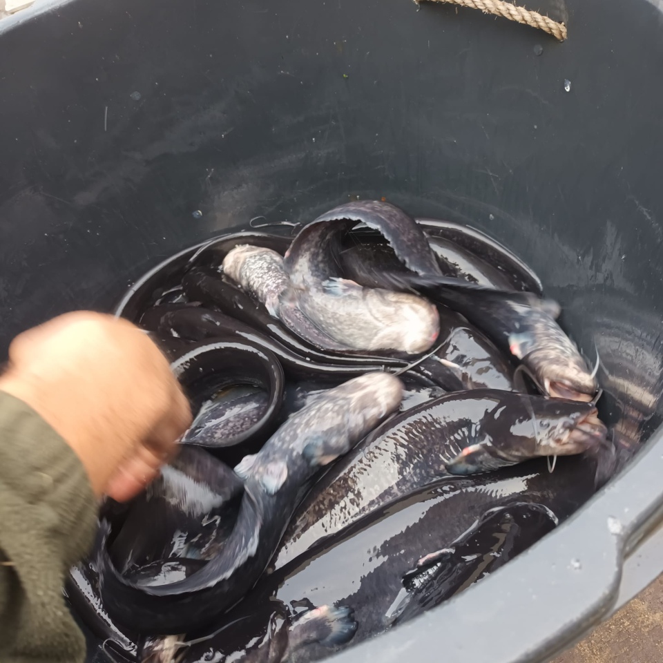 Jesienne alcje zarybiania lokalnych rzek z udziałem PZW Narew [22.11.2023] - zdjęcie #4 - eOstroleka.pl