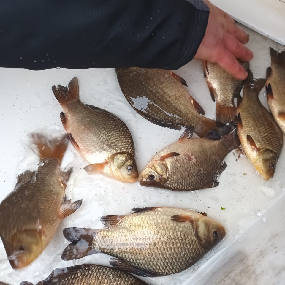 Jesienne alcje zarybiania lokalnych rzek z udziałem PZW Narew [22.11.2023] - zdjęcie #3 - eOstroleka.pl