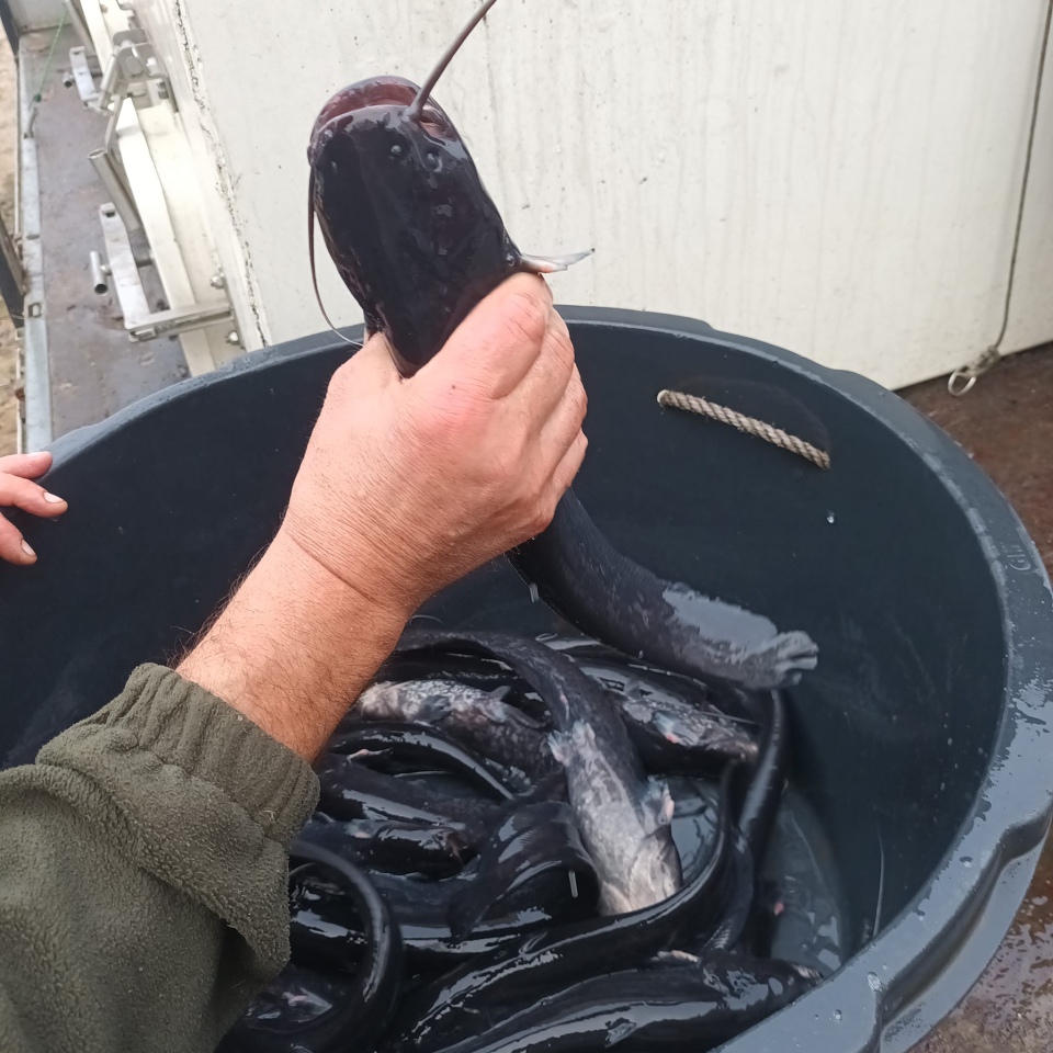 Jesienne alcje zarybiania lokalnych rzek z udziałem PZW Narew [22.11.2023] - zdjęcie #2 - eOstroleka.pl