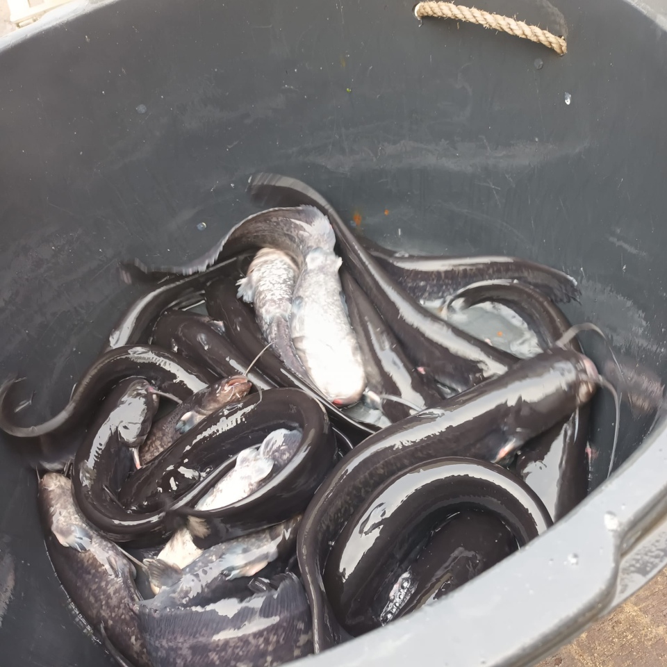 Jesienne alcje zarybiania lokalnych rzek z udziałem PZW Narew [22.11.2023] - zdjęcie #1 - eOstroleka.pl