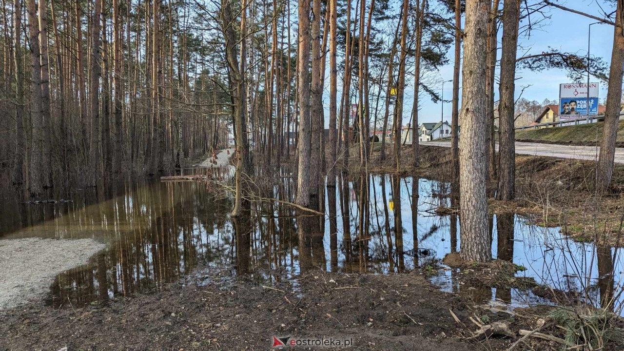 Wysoki stan rzeki Narew [25.02.2024] - zdjęcie #22 - eOstroleka.pl