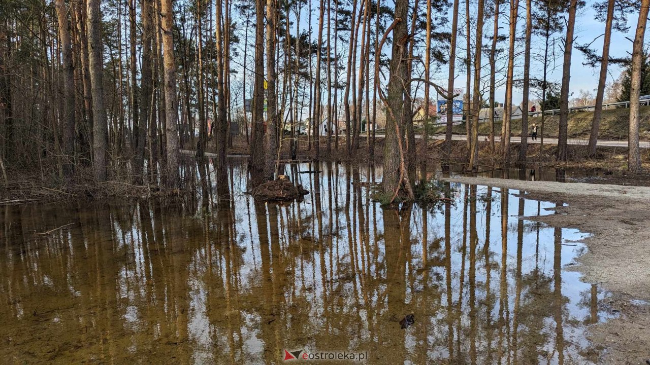 Wysoki stan rzeki Narew [25.02.2024] - zdjęcie #18 - eOstroleka.pl