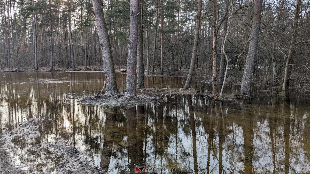 Wysoki stan rzeki Narew [25.02.2024] - zdjęcie #14 - eOstroleka.pl
