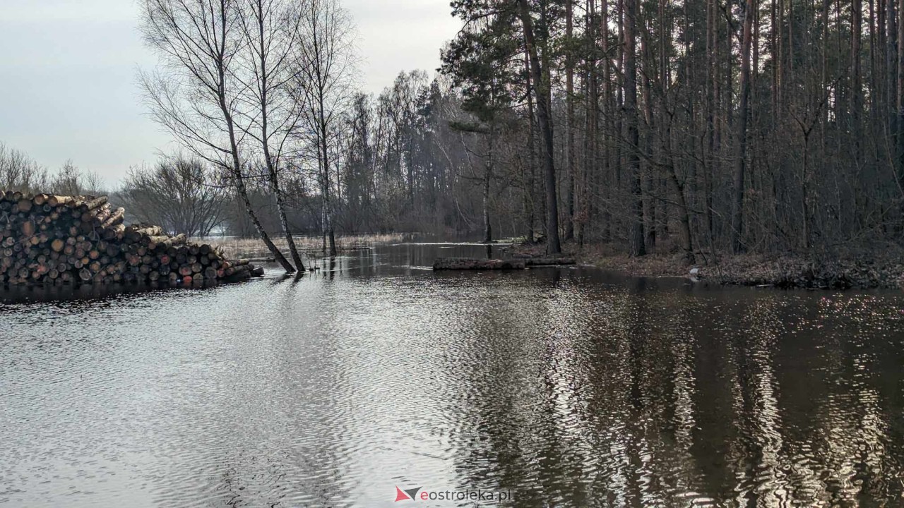 Wysoki stan rzeki Narew [25.02.2024] - zdjęcie #13 - eOstroleka.pl