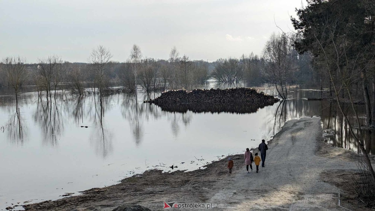 Wysoki stan rzeki Narew [25.02.2024] - zdjęcie #12 - eOstroleka.pl