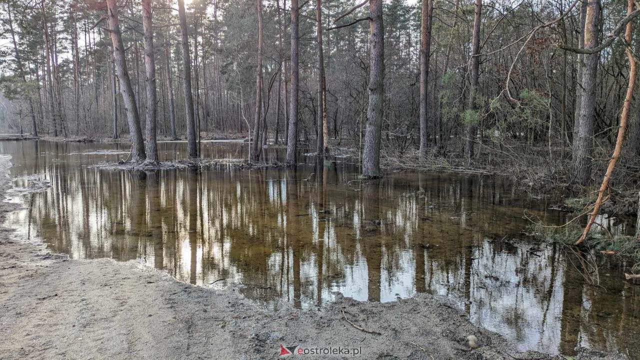 Wysoki stan rzeki Narew [25.02.2024] - zdjęcie #6 - eOstroleka.pl