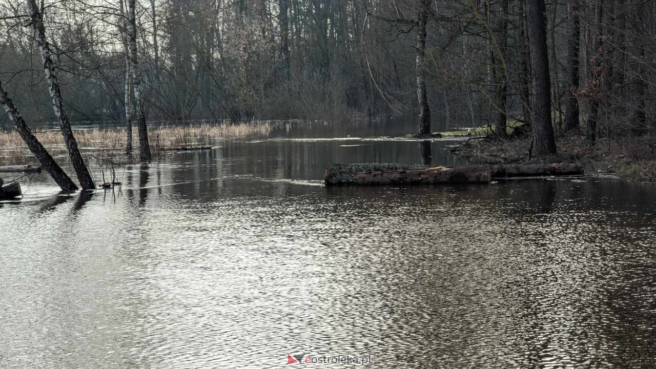 Wysoki stan rzeki Narew [25.02.2024] - zdjęcie #5 - eOstroleka.pl