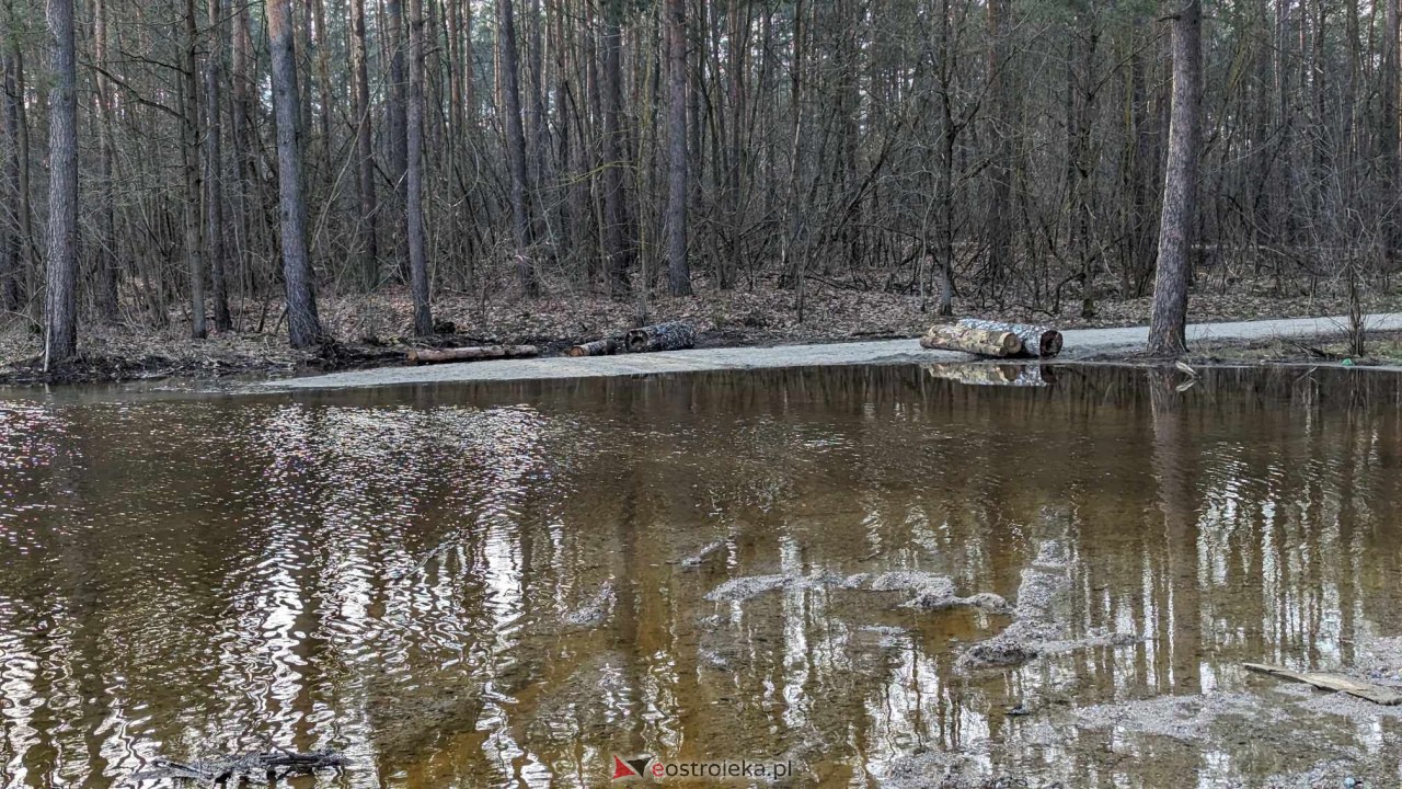 Wysoki stan rzeki Narew [25.02.2024] - zdjęcie #4 - eOstroleka.pl