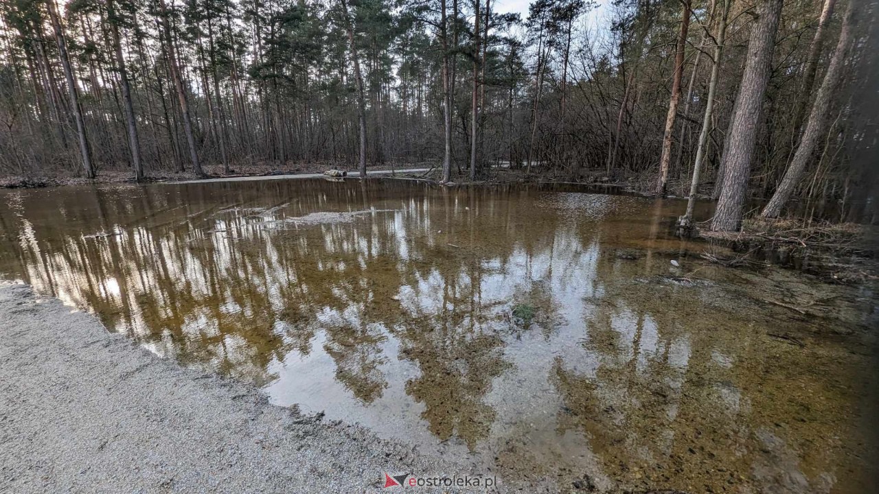 Wysoki stan rzeki Narew [25.02.2024] - zdjęcie #2 - eOstroleka.pl